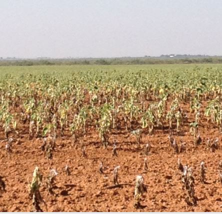 Stunted Food Crop from toxic Herbicide 