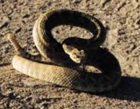 THE FORMATIVE RATTLESNAKE